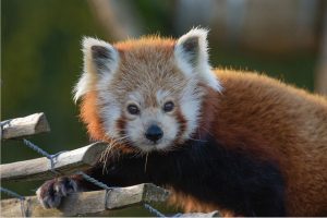 Red Panda: Facts About Pandas