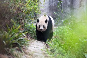 Giant Panda Chengdu: History of the giant panda