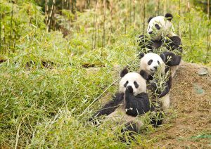 Giant Pandas chewing bamboo