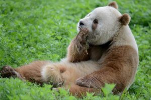 Qinling Bear: Giant Panda Subspecies
