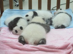 Giant Panda Cubs