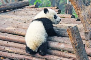 Giant Panda Cub