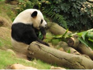 Adult Panda At Ocean Park: See Giant Pandas