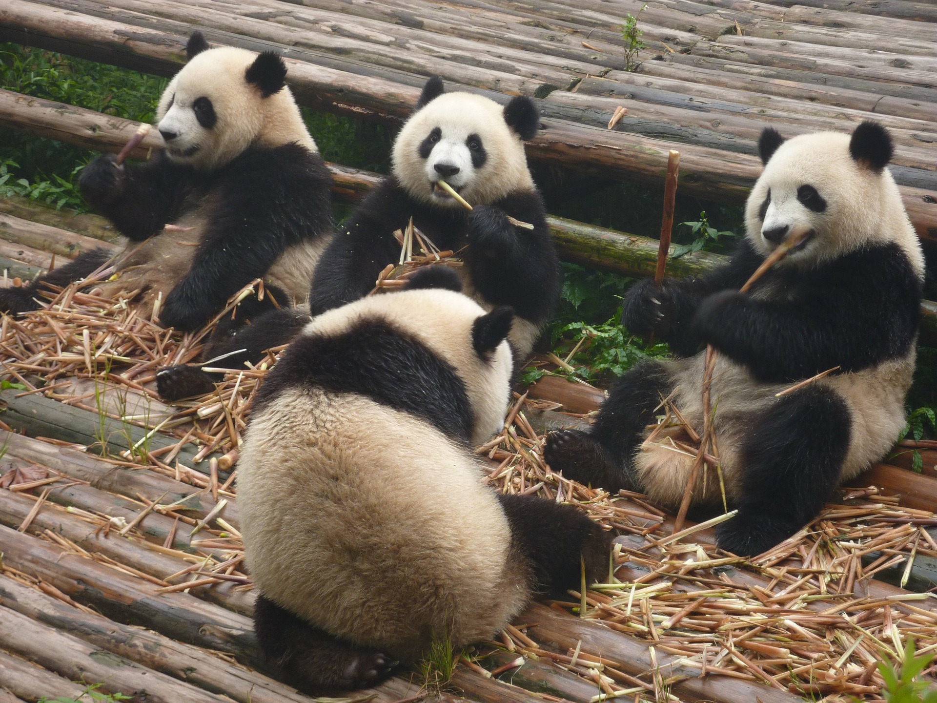 Giant panda eating bamboo