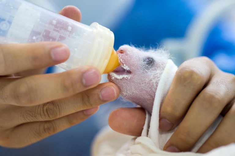 Bifengxia Giant Panda Center: Giant Panda Sanctuaries