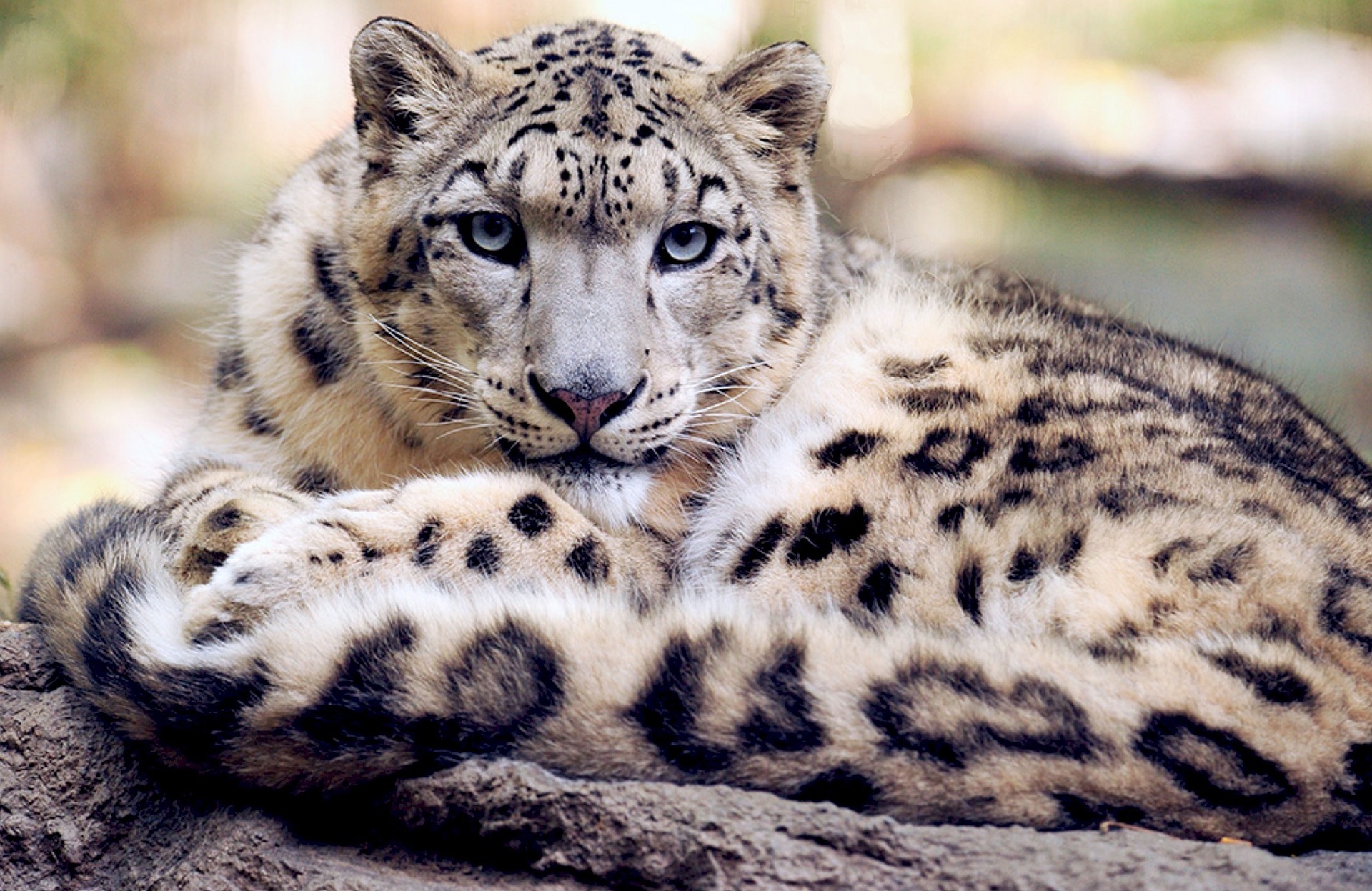 Snow Leopard: Natural Predators of Giant Pandas