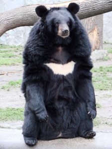 The Asiatic or Asian Black Bear