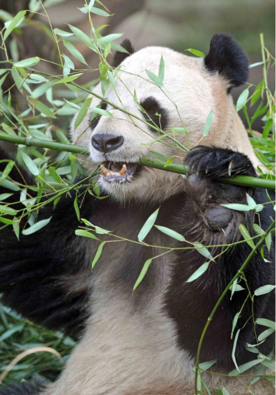 Yang Guang Chewing Bamboo In His Enclosure At Edinburgh Zoo: Giant Panda