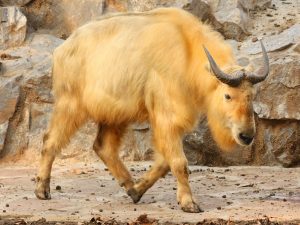 A Golden Takin 