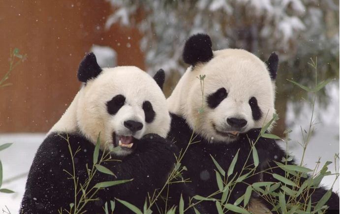 Giant Pandas