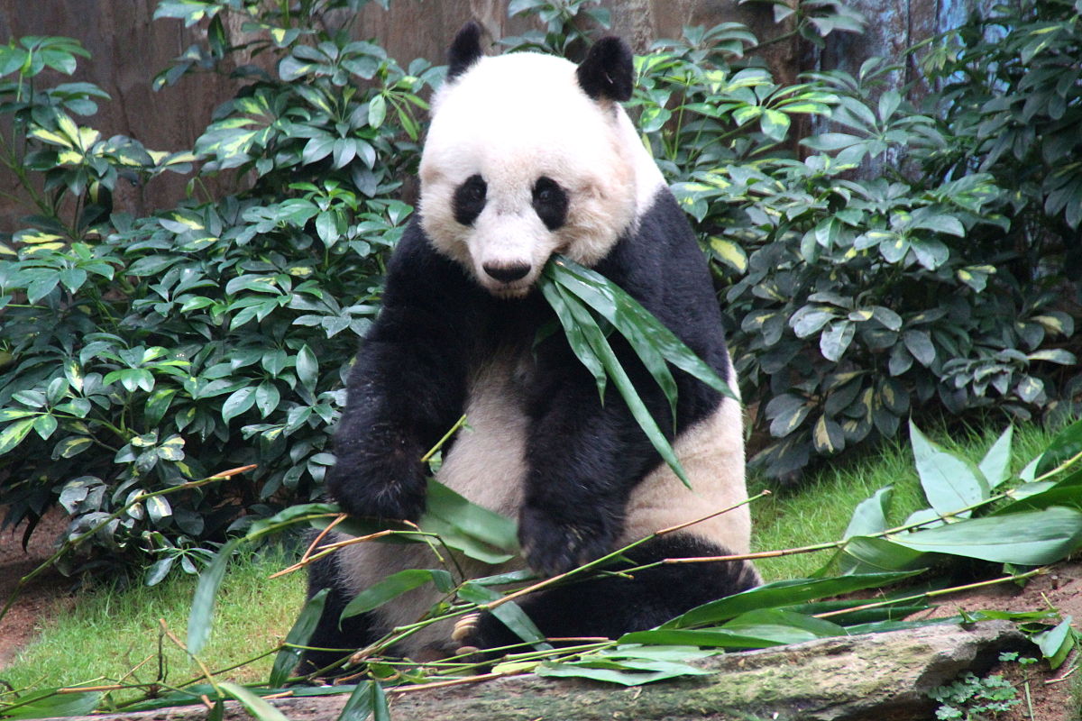 Jia Jia The Oldest Giant Panda Ever In Captivity : 7 oldest giant pandas