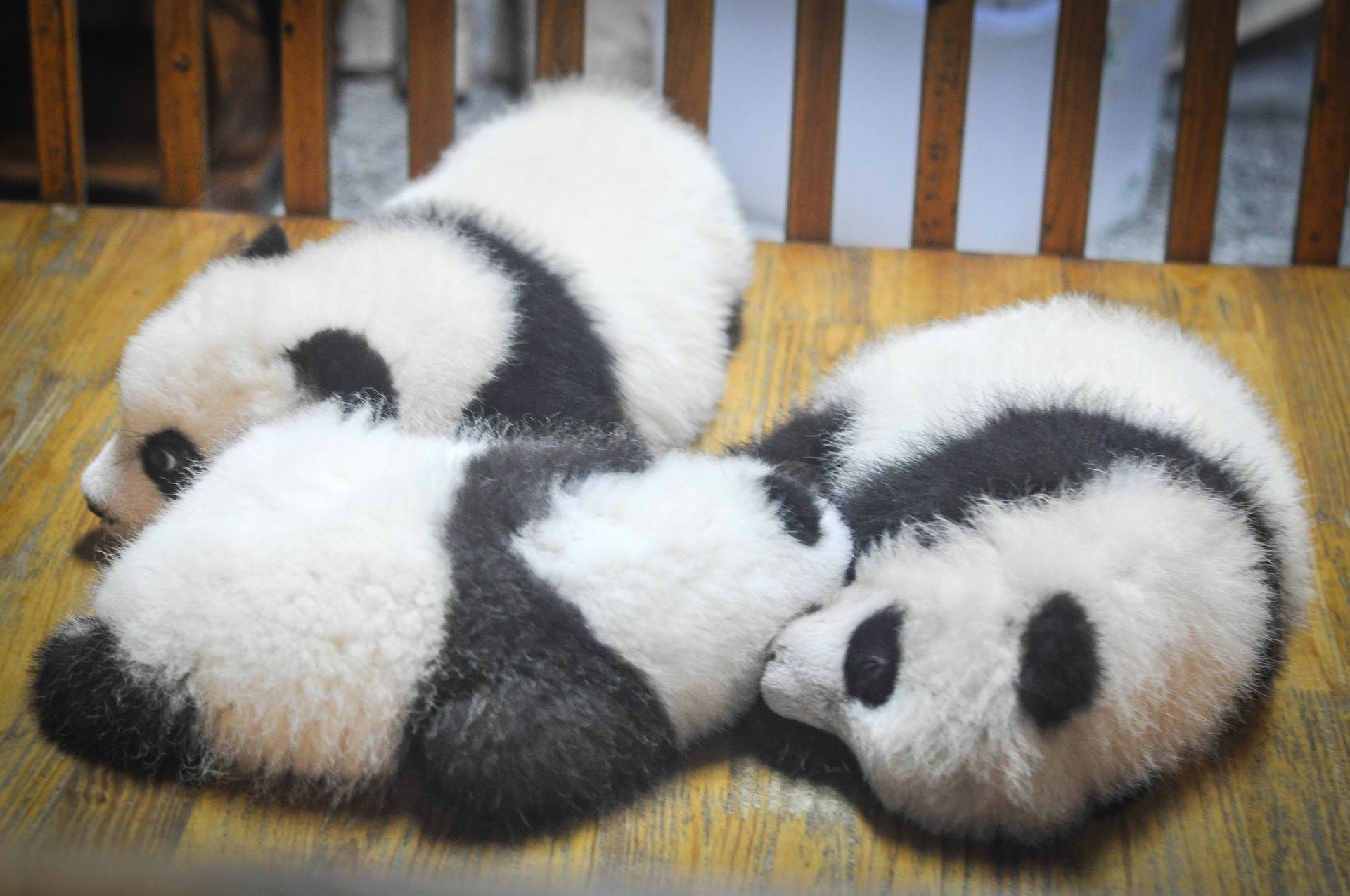 Panda Cubs: Giant Panda Life Cycle