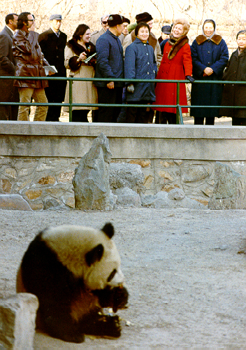 First Lady Pat Nixon At The Panda Display, Beijing Zoo: Panda Diplomacy