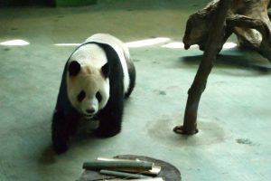 Giant Panda At Taipei Zoo : Panda Diplomacy