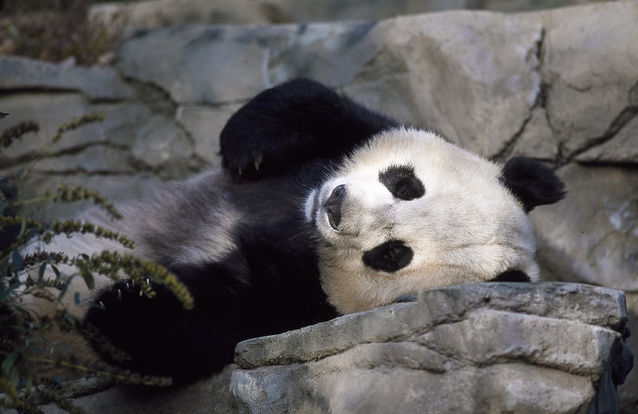 Juvenile Giant Panda