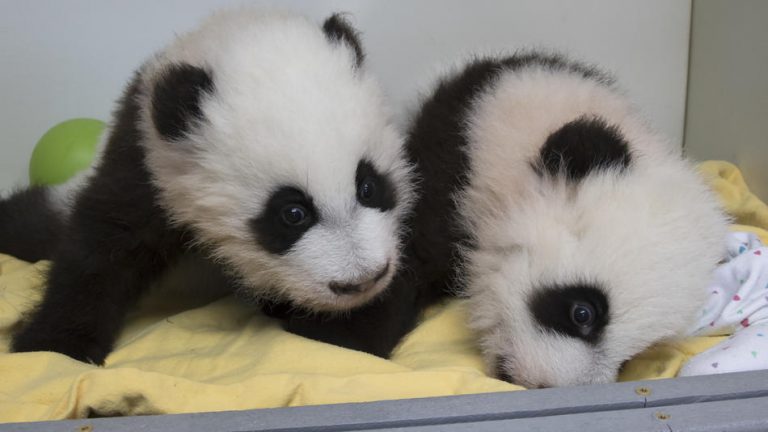 Giant Panda Cubs At Zoo Atlanta: Panda Nanny