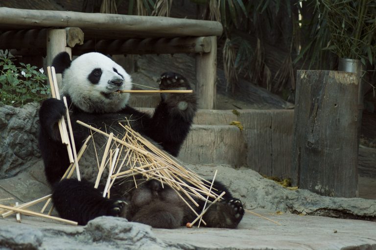 Giant Pandas spend most of their day chewing bamboo