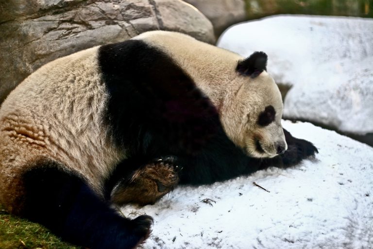 A Panda in snow: Giant Pandas black and white coloring