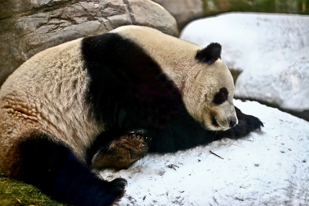 A Panda in snow: Giant Pandas black and white coloring