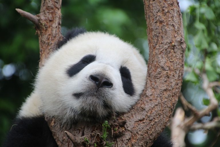 Sleeping Panda: Do Giant Pandas Hibernate?