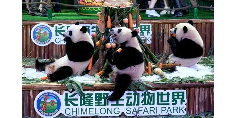 Triplet Cubs At Chimelong Park : See giant pandas