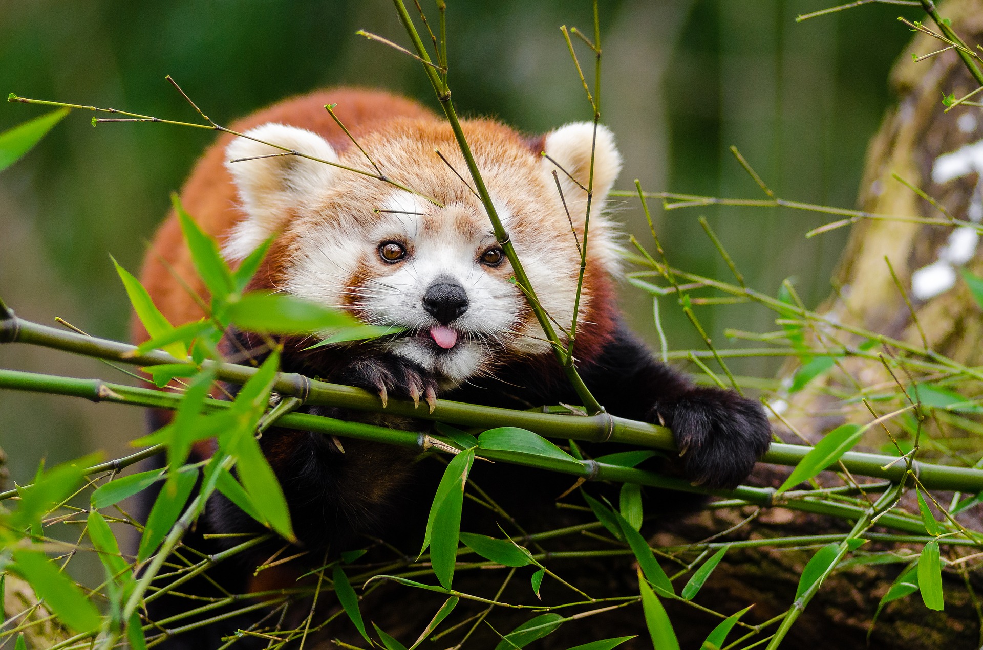 Red Pandas Matter Too