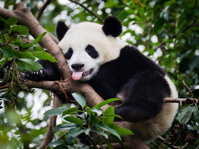 Ancient pandas ate meat as well as bamboo, study reveals