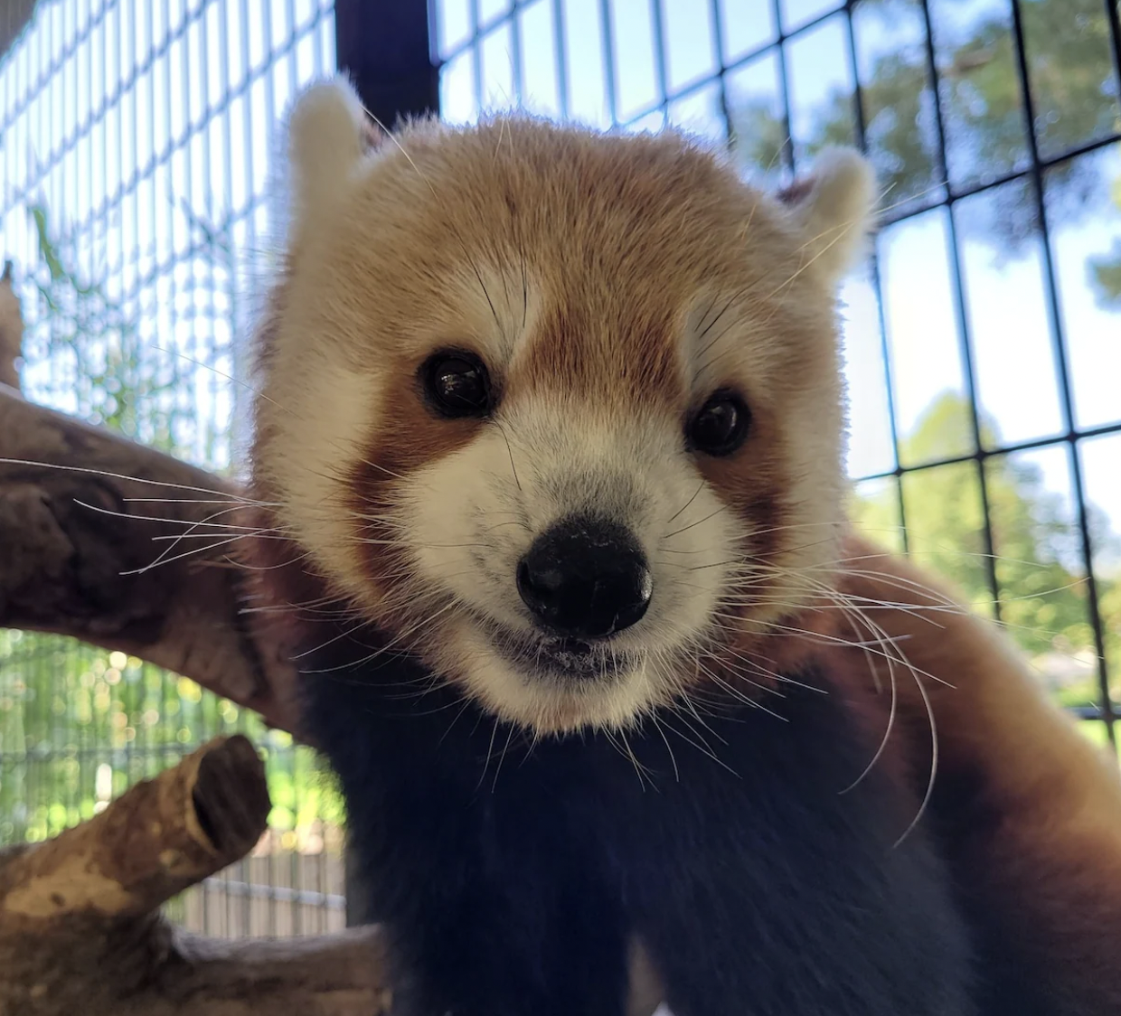 rusty the red panda