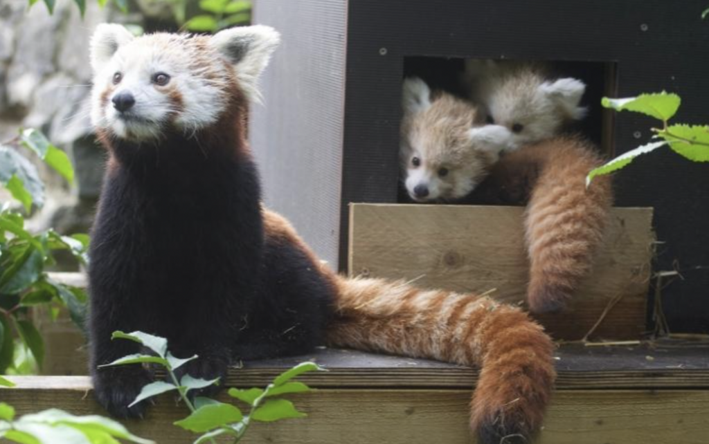 mom with twin panda cubs