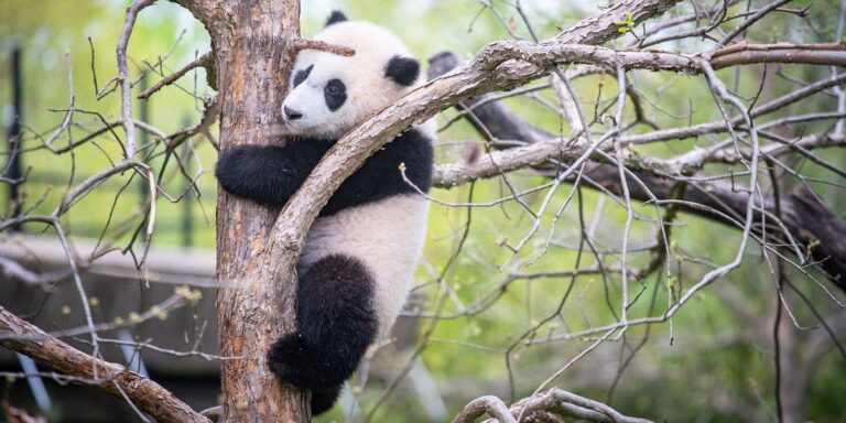 panda palooza at smithsonian zoo