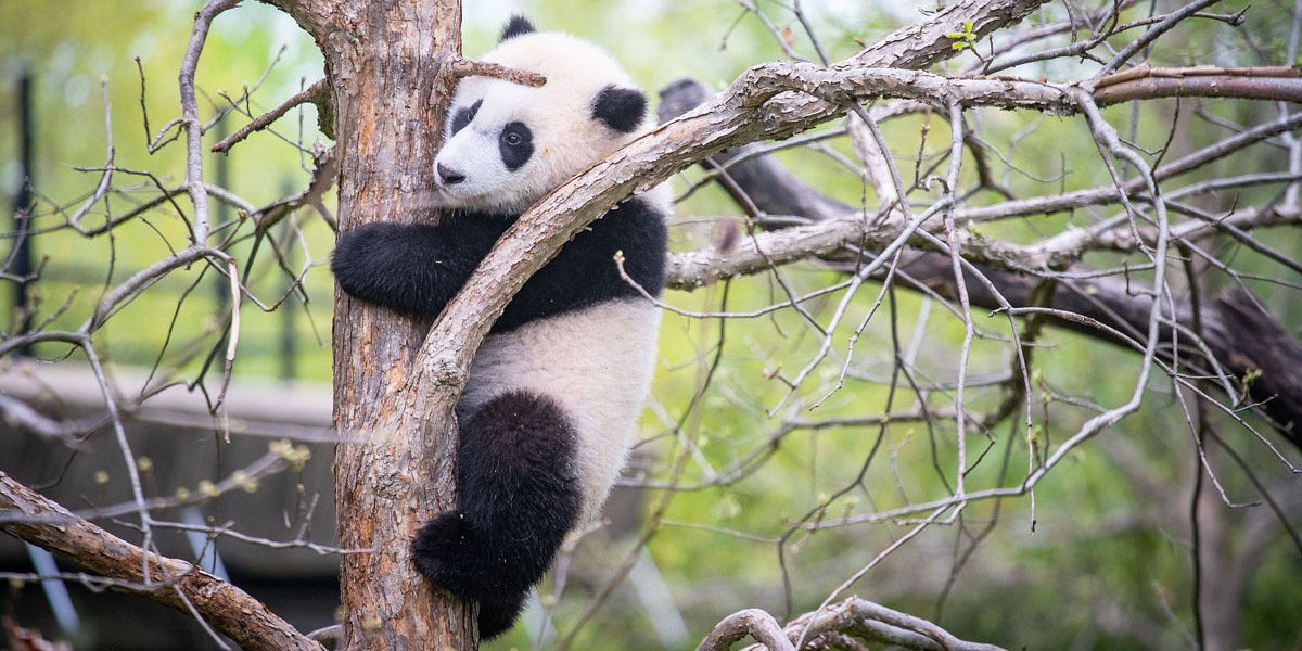 panda palooza at smithsonian zoo